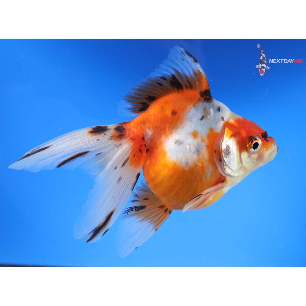 4.5” Imported Calico Ryukin