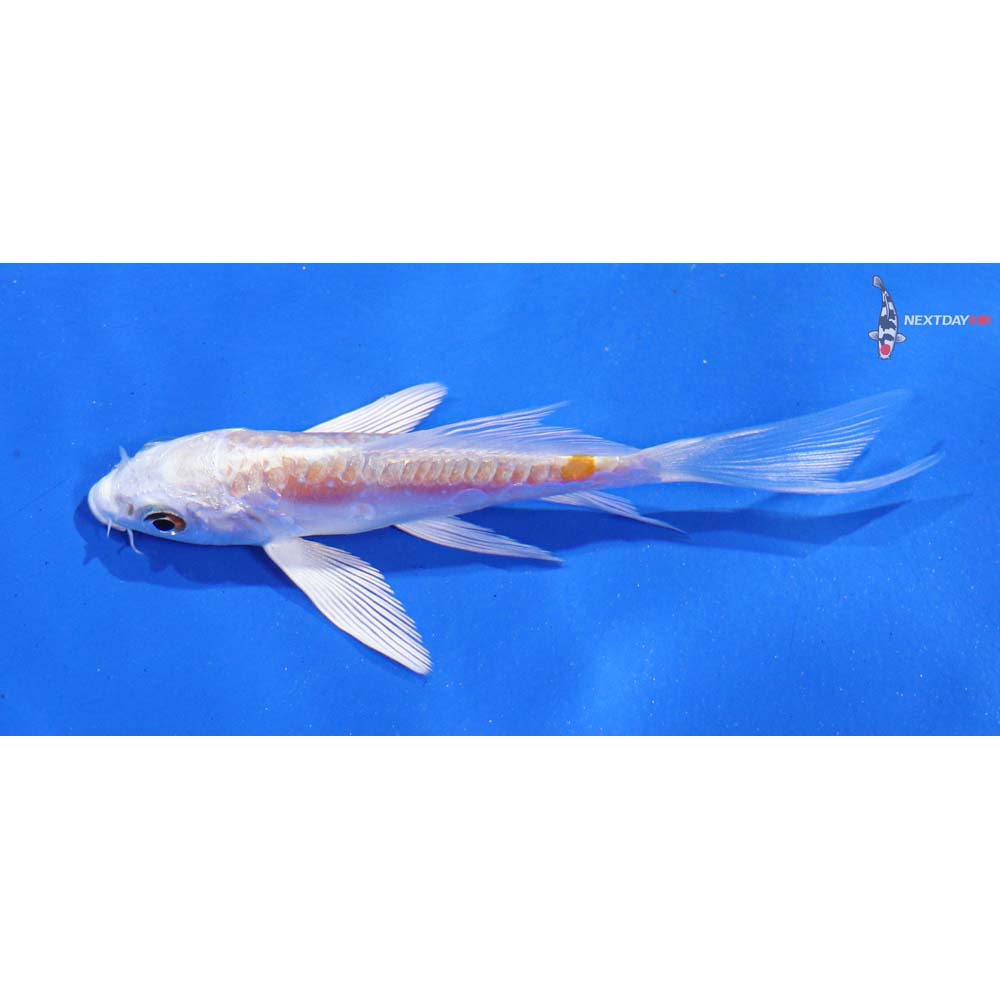 4” Imported Kikusui Butterfly Koi