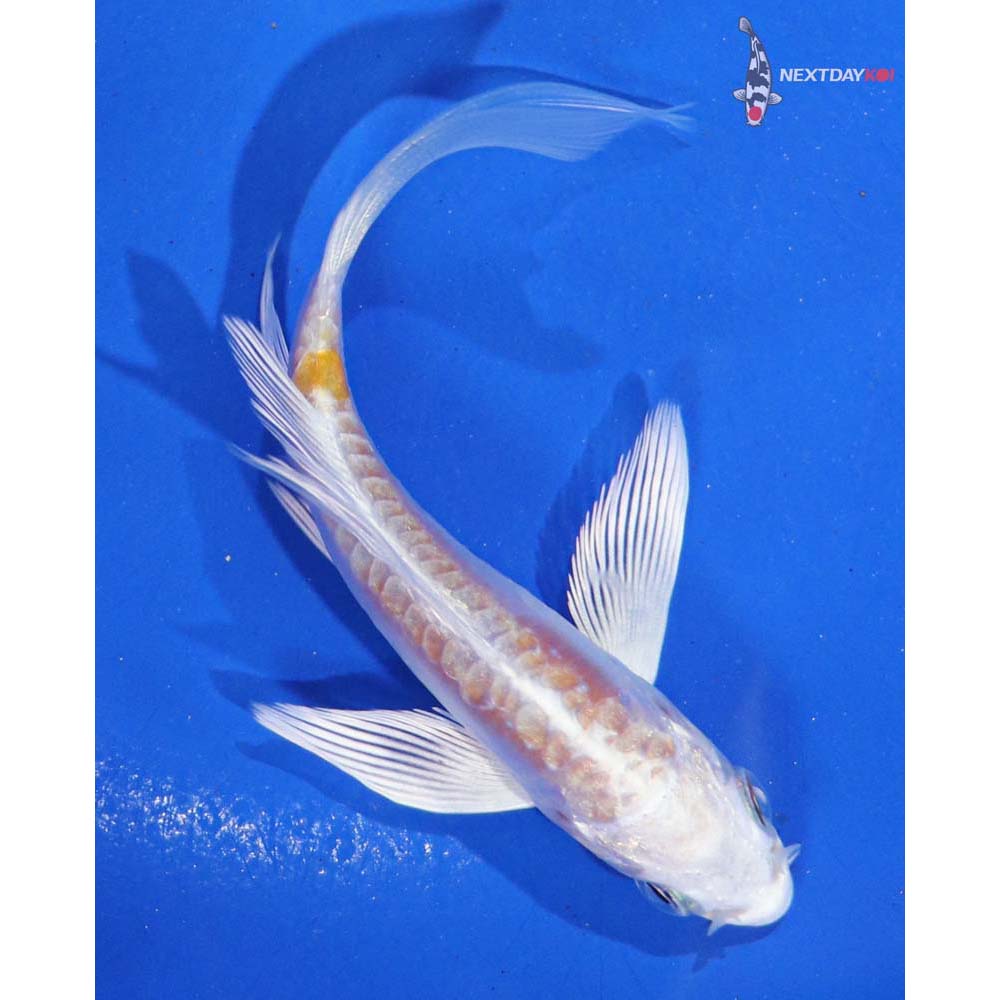 4” Imported Kikusui Butterfly Koi