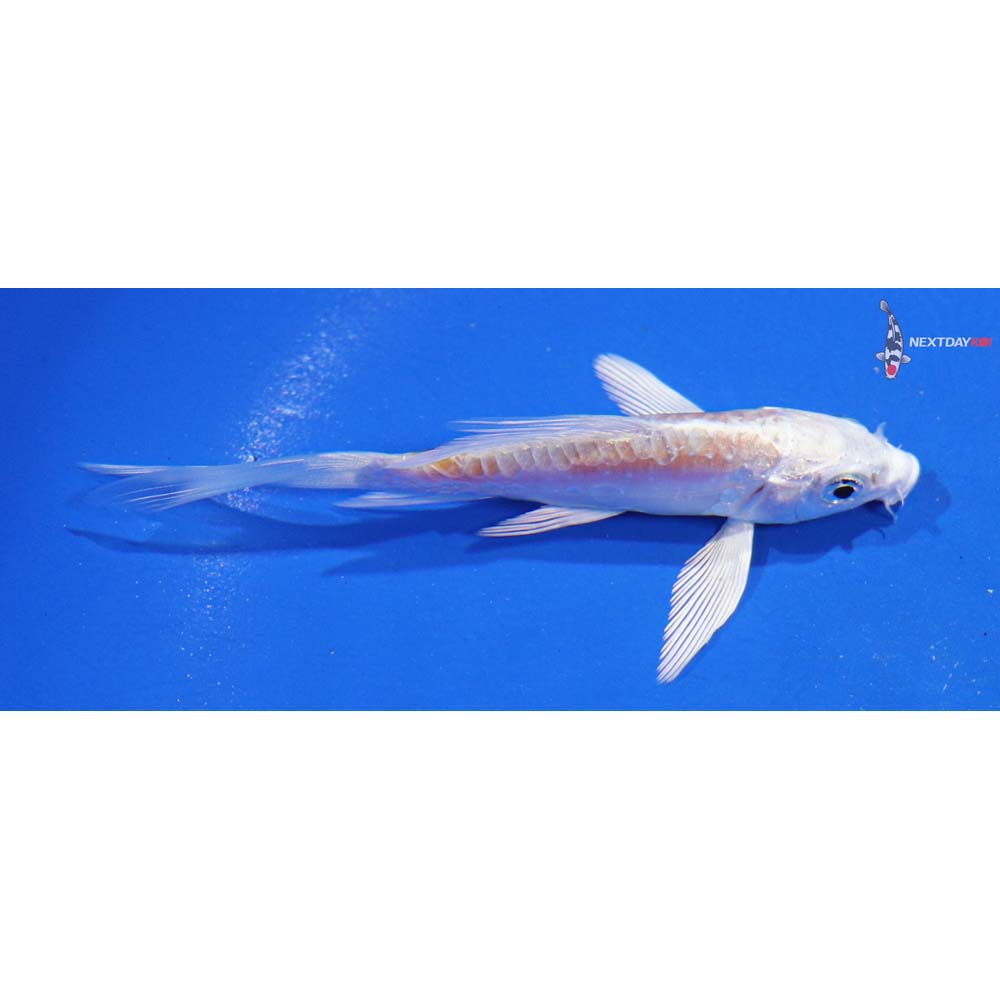 4” Imported Kikusui Butterfly Koi