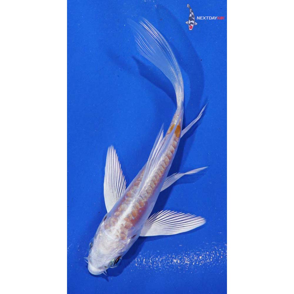 4” Imported Kikusui Butterfly Koi