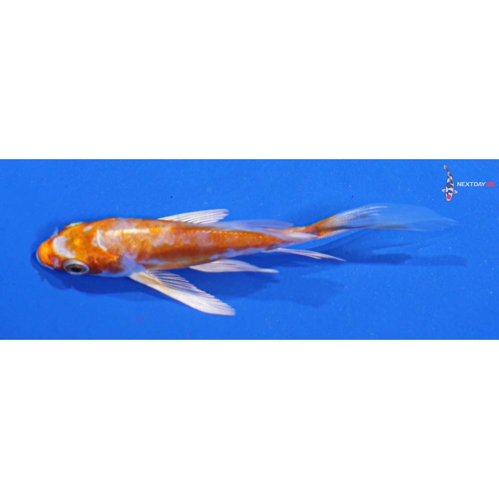 4” Imported Kikusui Butterfly Koi
