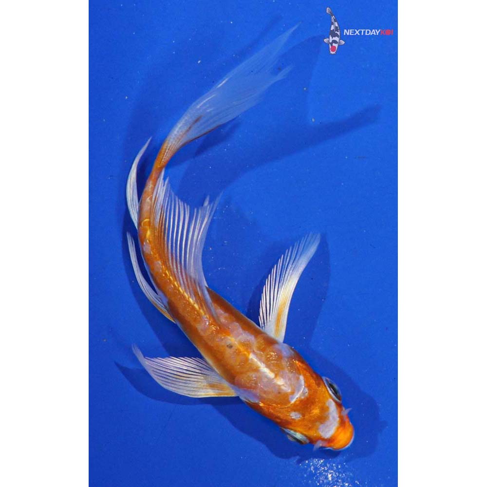 4” Imported Kikusui Butterfly Koi