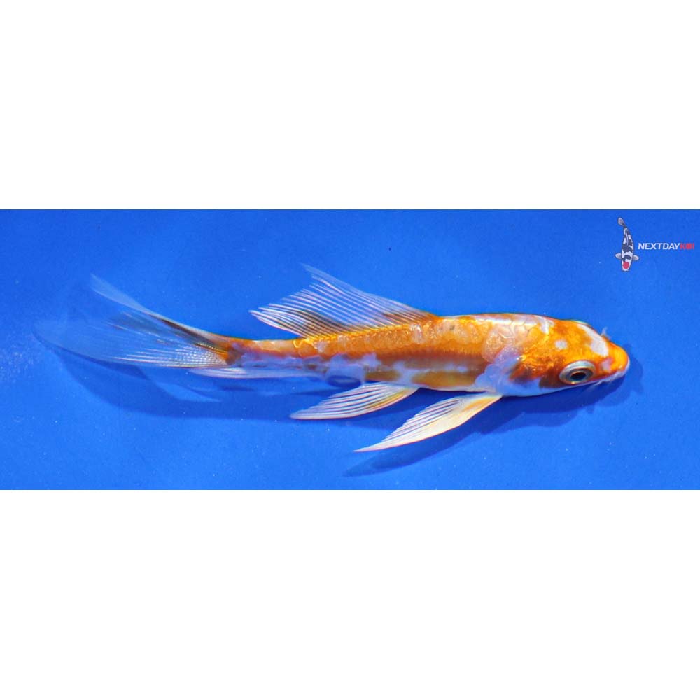 4” Imported Kikusui Butterfly Koi