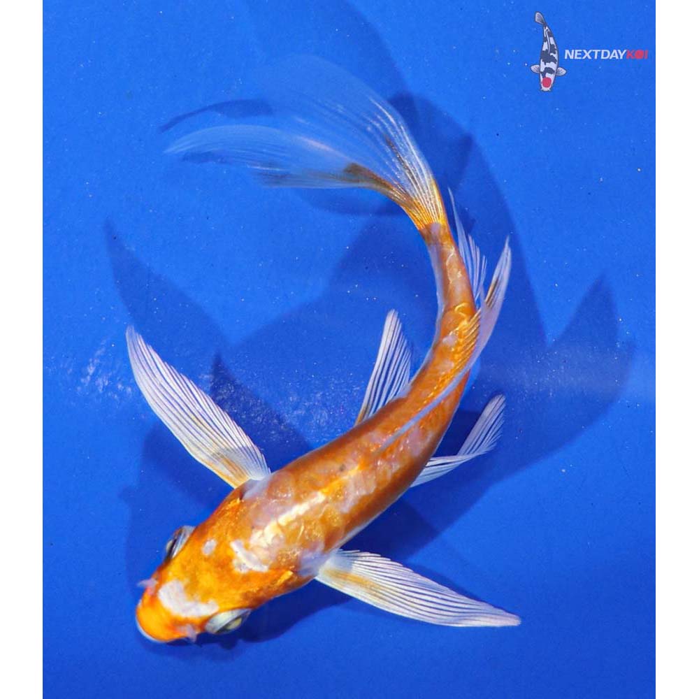 4” Imported Kikusui Butterfly Koi