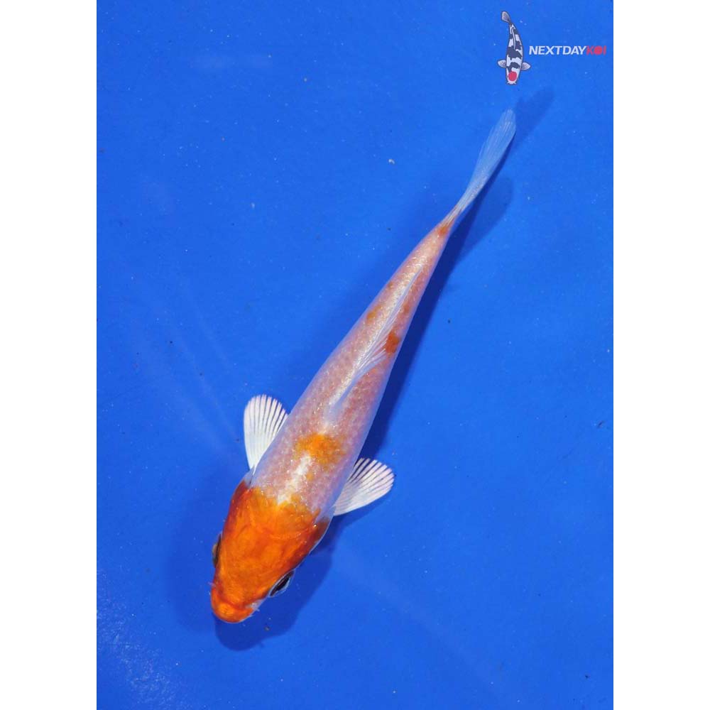 3” Imported Gin Rin Hariwake