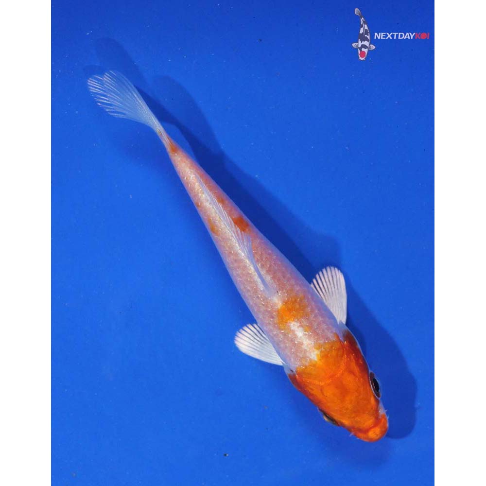 3” Imported Gin Rin Hariwake