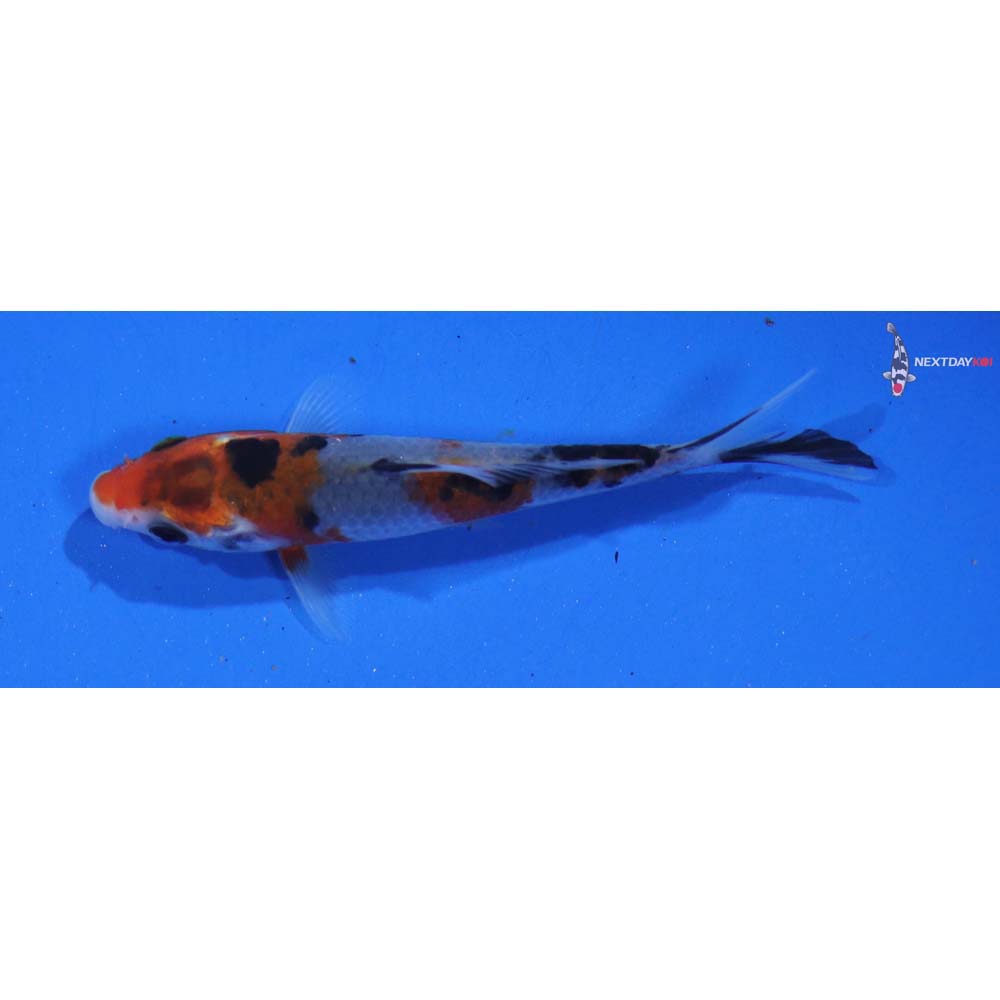 3” Imported Goshiki