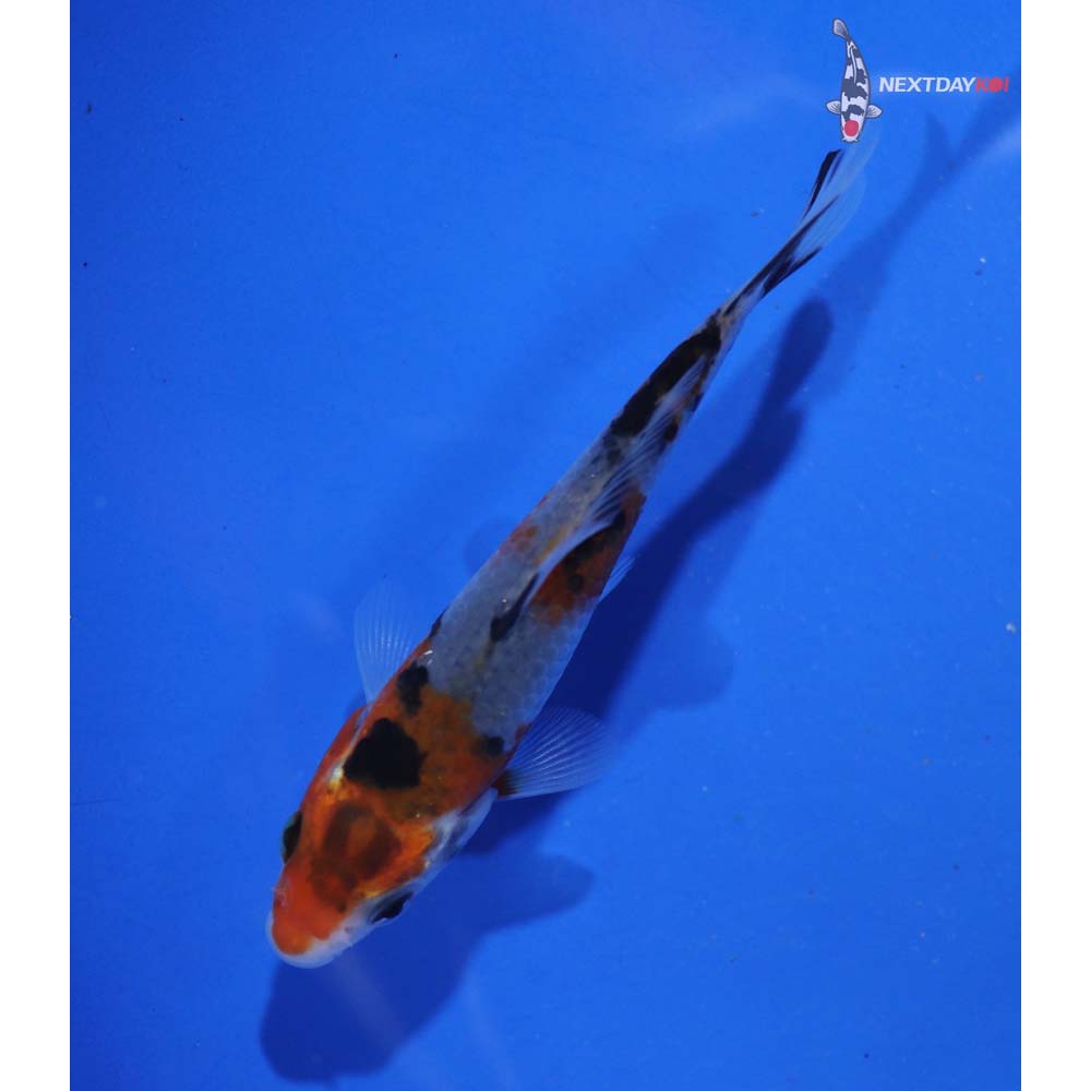 3” Imported Goshiki