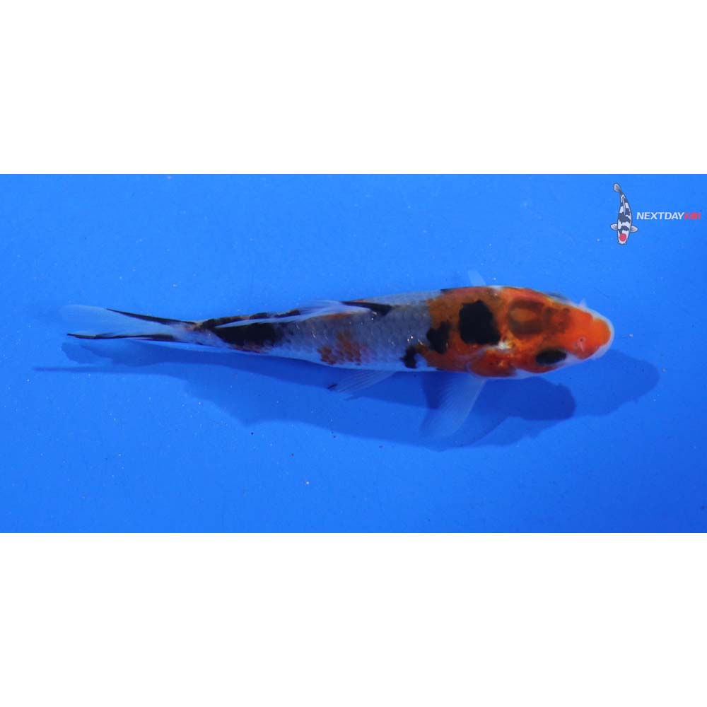 3” Imported Goshiki