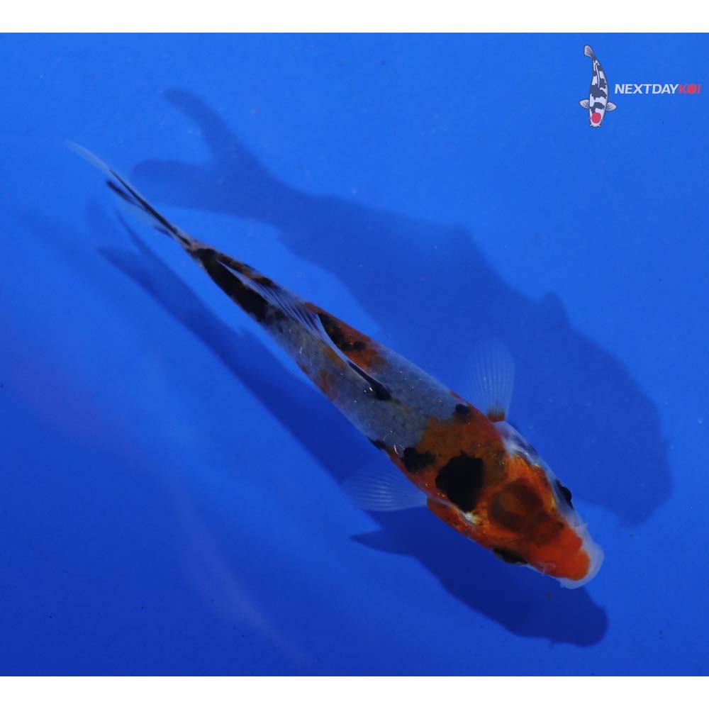 3” Imported Goshiki