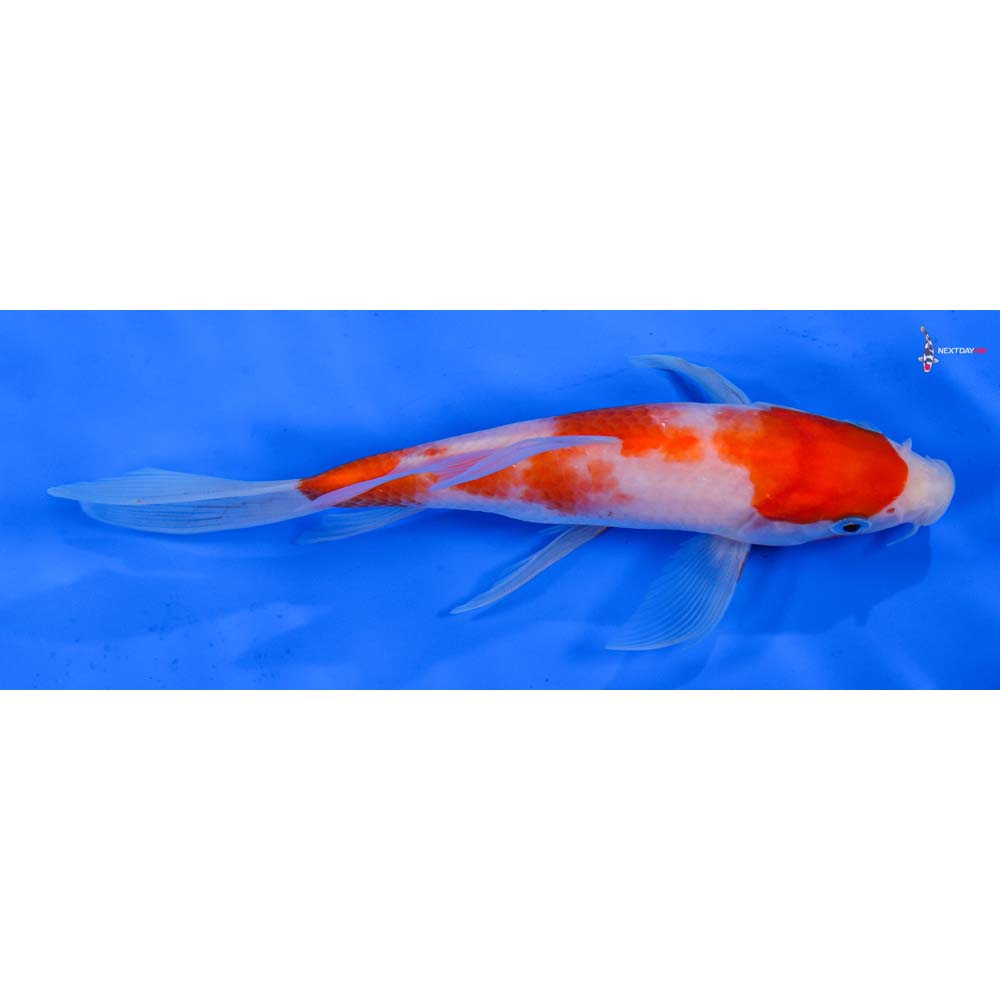 6.5” Imported Kohaku Butterfly Koi