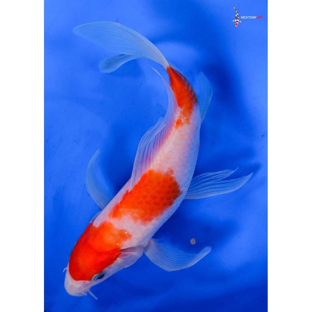 6.5” Imported Kohaku Butterfly Koi