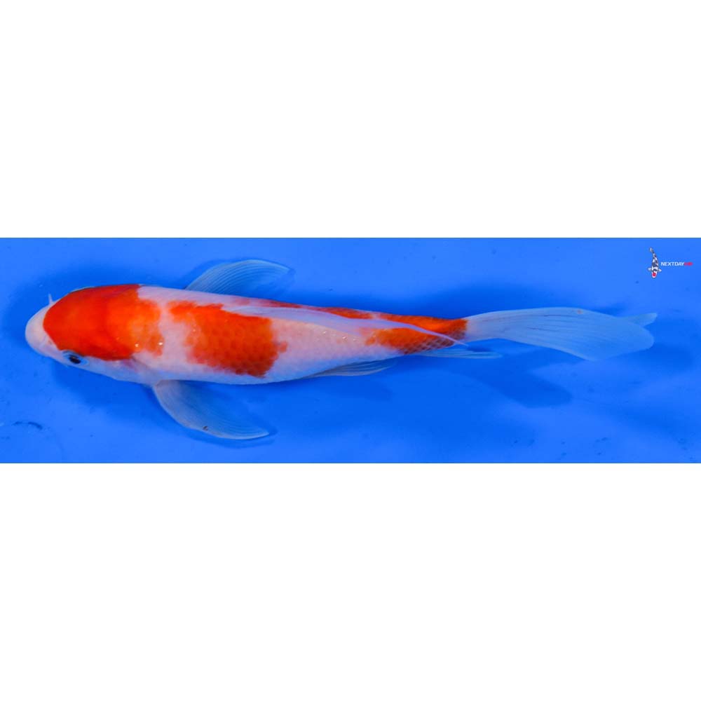 6.5” Imported Kohaku Butterfly Koi