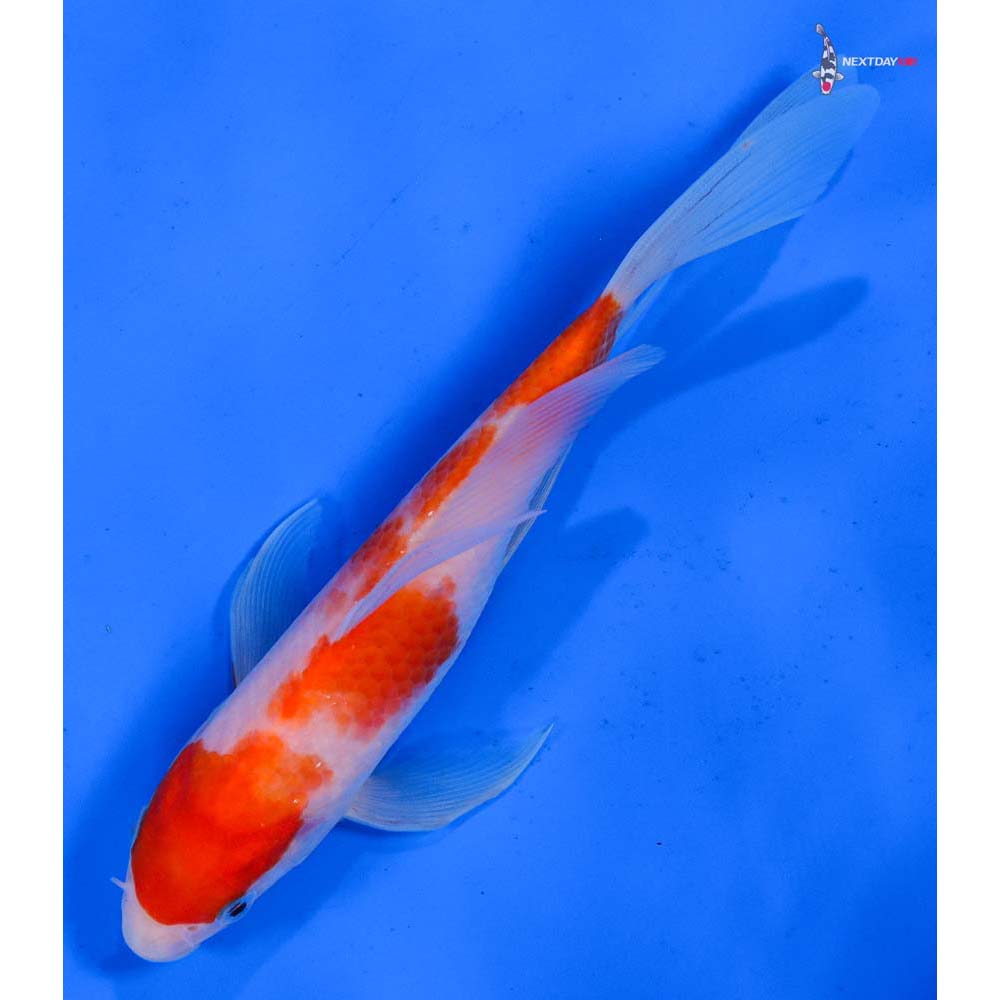 6.5” Imported Kohaku Butterfly Koi