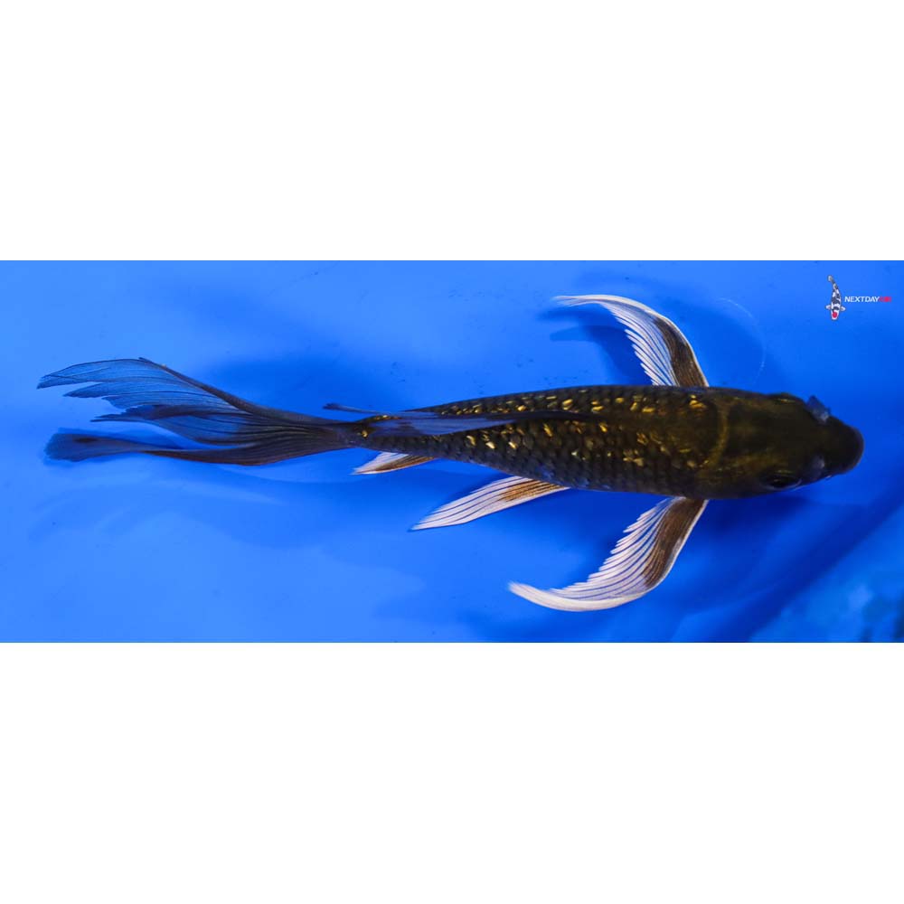 7” Imported Gin Rin Chagoi Butterfly Koi