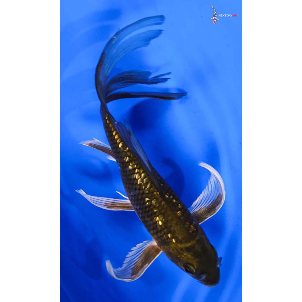 7” Imported Gin Rin Chagoi Butterfly Koi