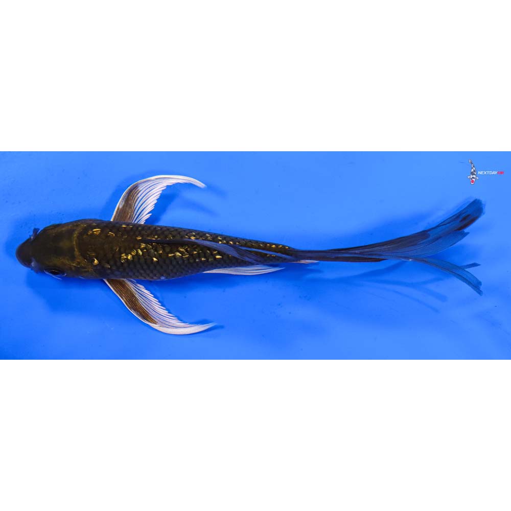 7” Imported Gin Rin Chagoi Butterfly Koi
