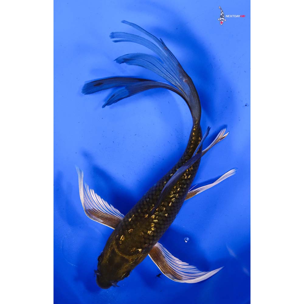 7” Imported Gin Rin Chagoi Butterfly Koi