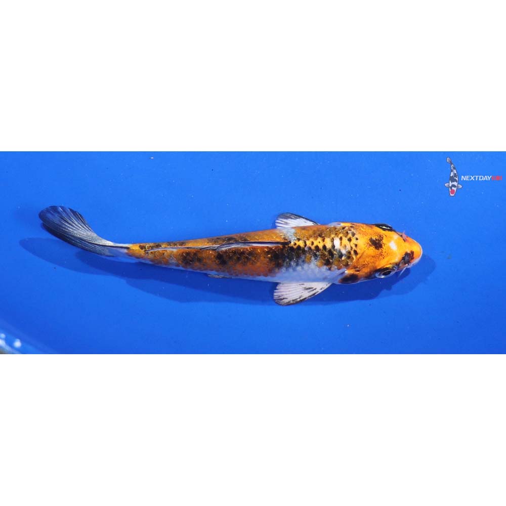 4” Imported Yamato Nishiki