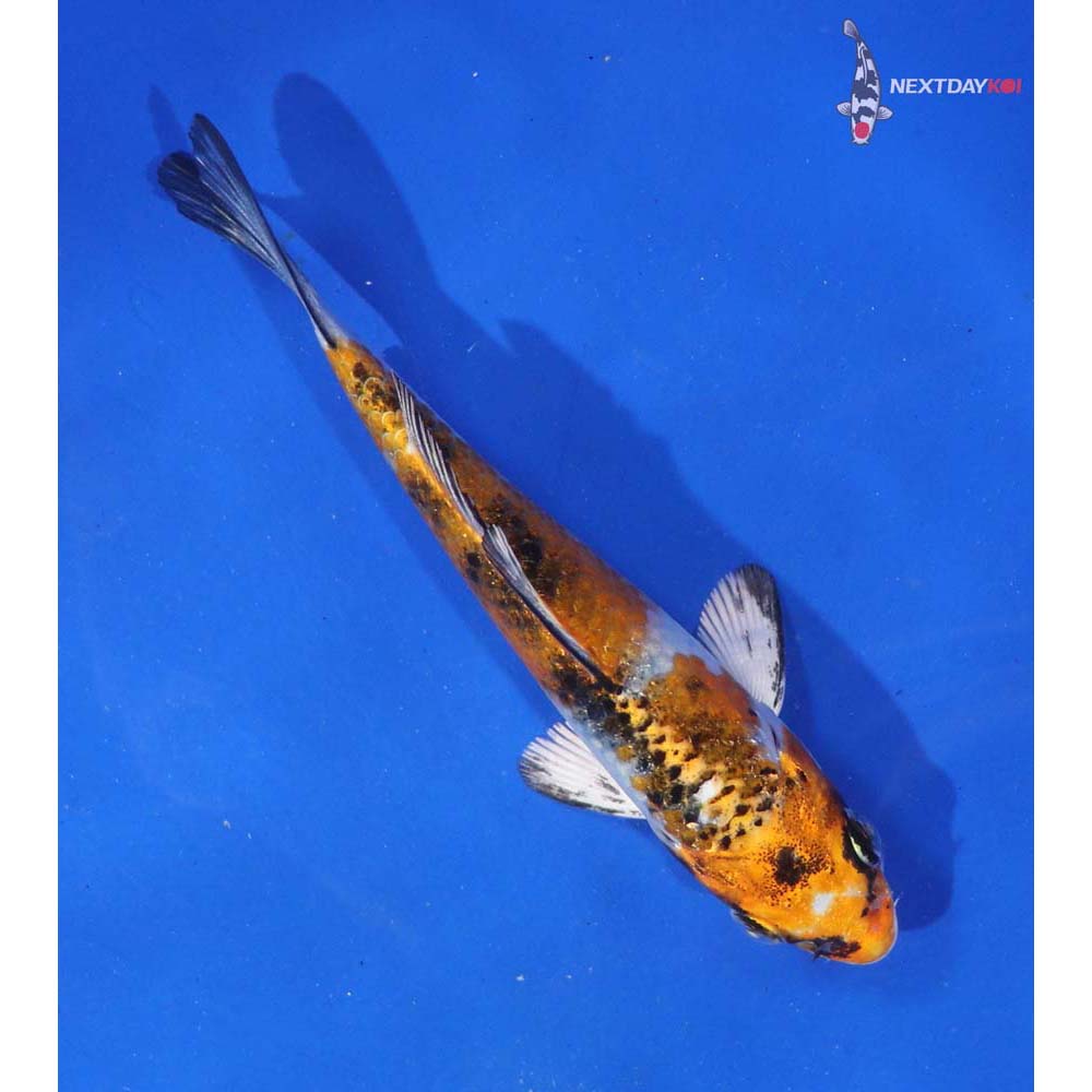 4” Imported Yamato Nishiki