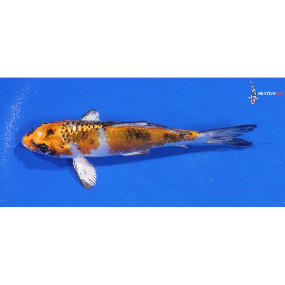 4” Imported Yamato Nishiki