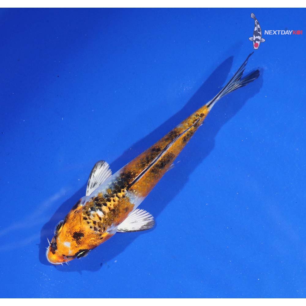 4” Imported Yamato Nishiki