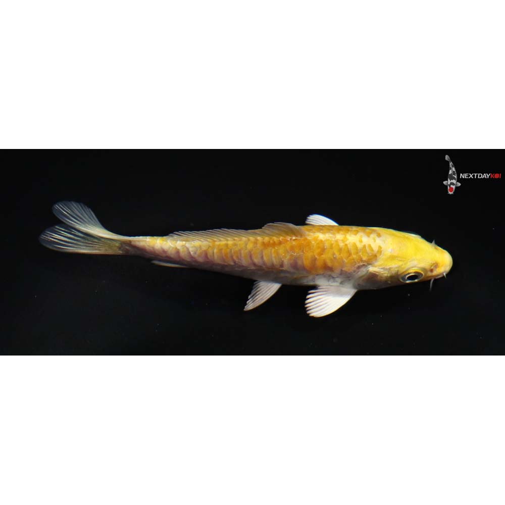 4” Imported Doitsu Yamabuki Ogon