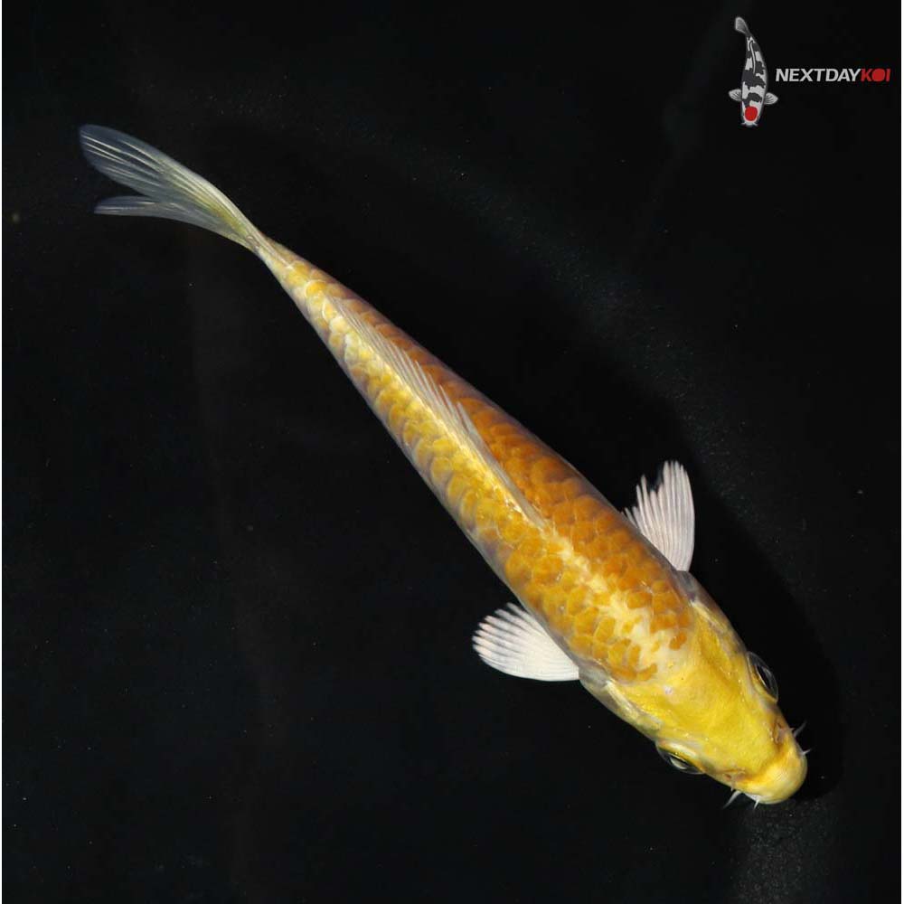 4” Imported Doitsu Yamabuki Ogon