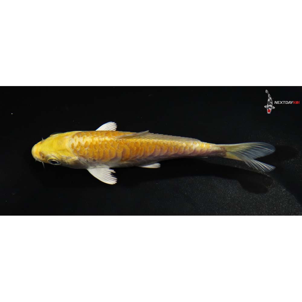 4” Imported Doitsu Yamabuki Ogon