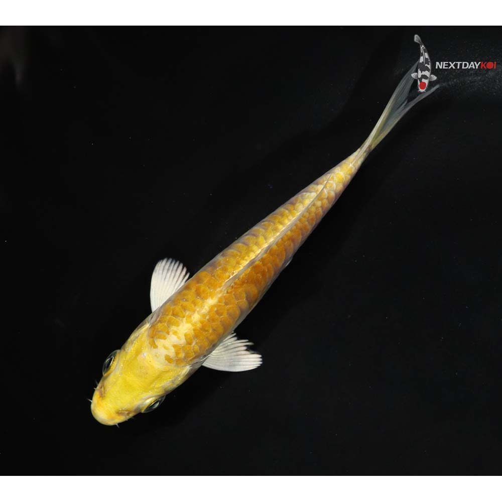 4” Imported Doitsu Yamabuki Ogon