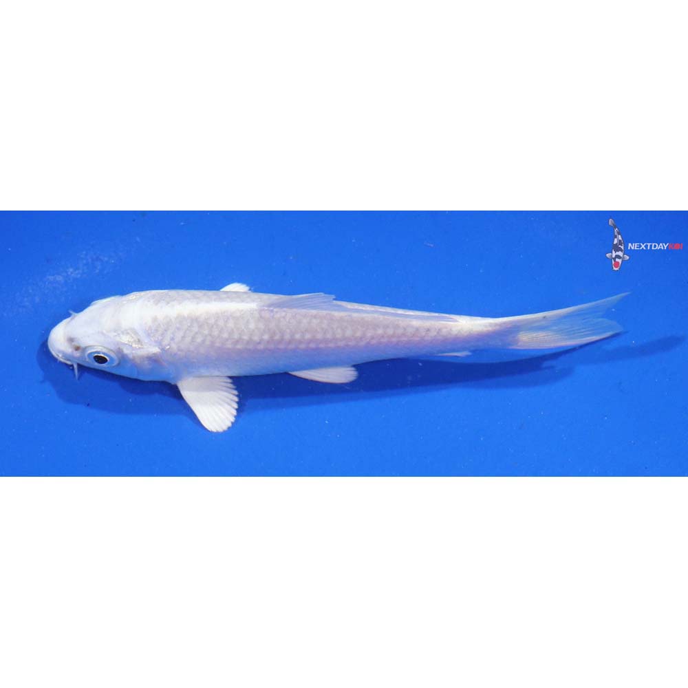 4.5” Imported Platinum Ogon