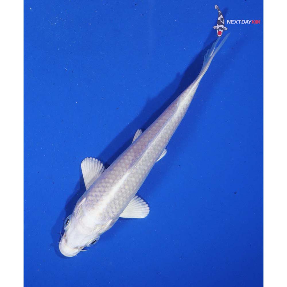 4.5” Imported Platinum Ogon