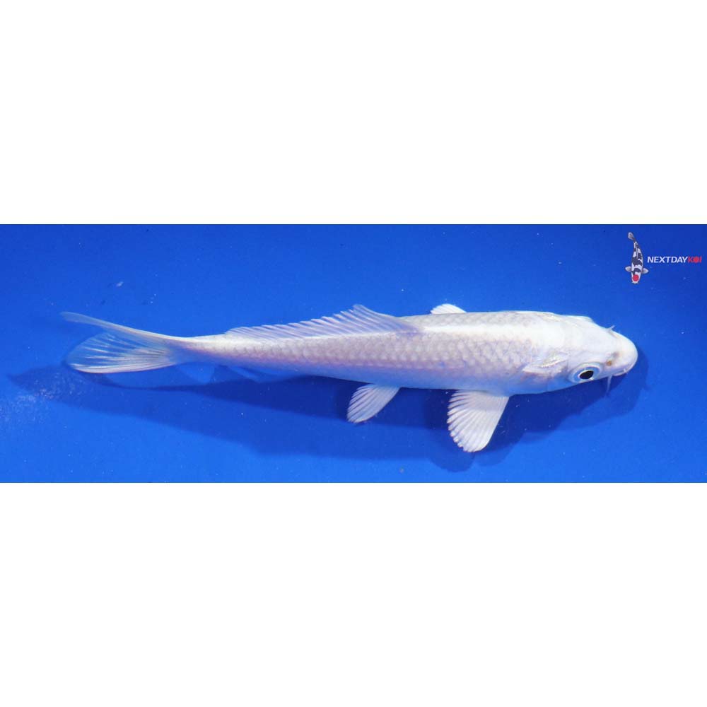 4.5” Imported Platinum Ogon