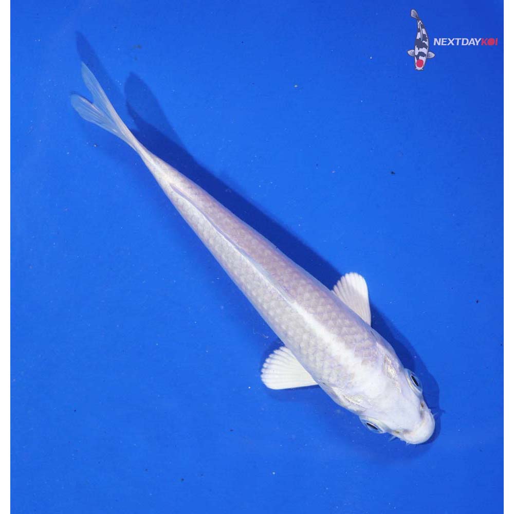 4.5” Imported Platinum Ogon