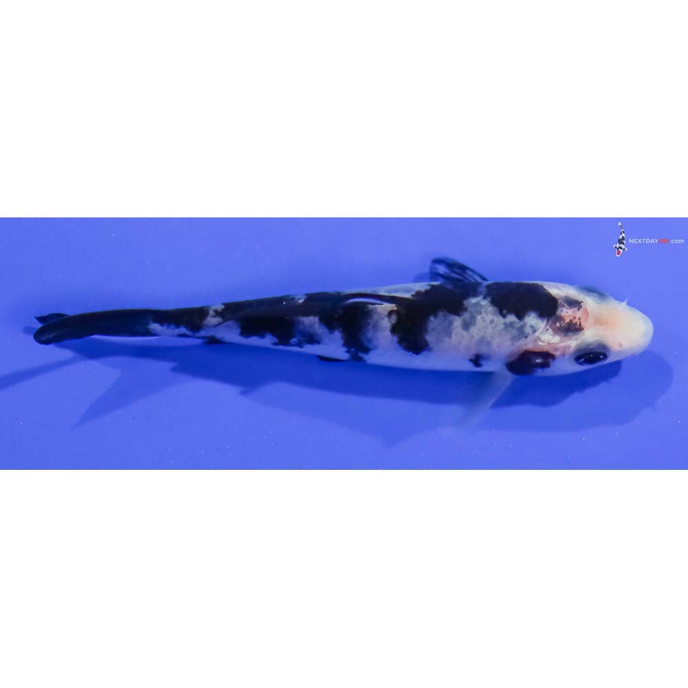 3.5” Imported Shiro Bekko