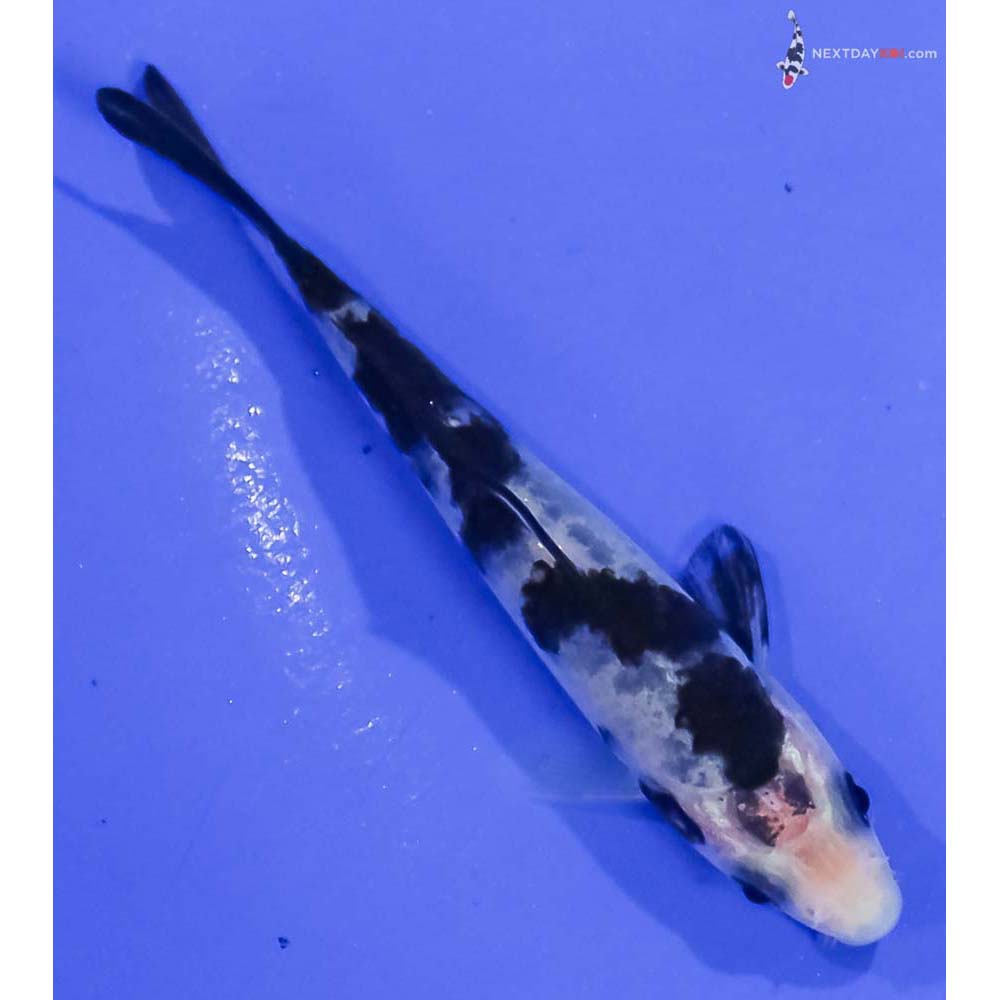 3.5” Imported Shiro Bekko