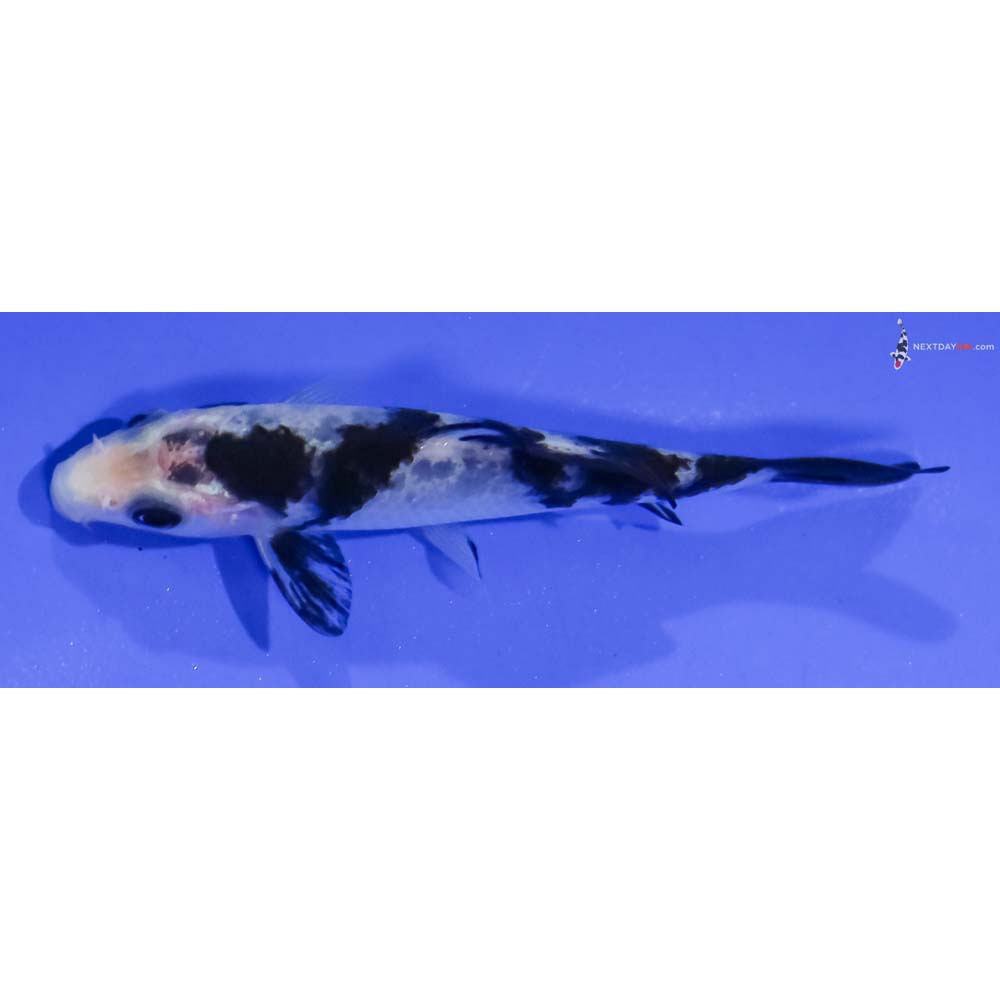 3.5” Imported Shiro Bekko