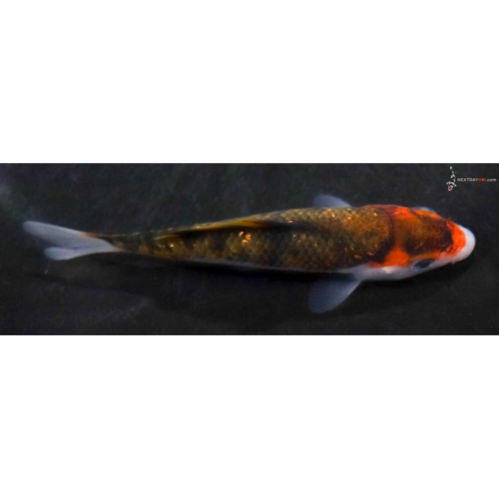 4” Imported Gin Rin Goromo