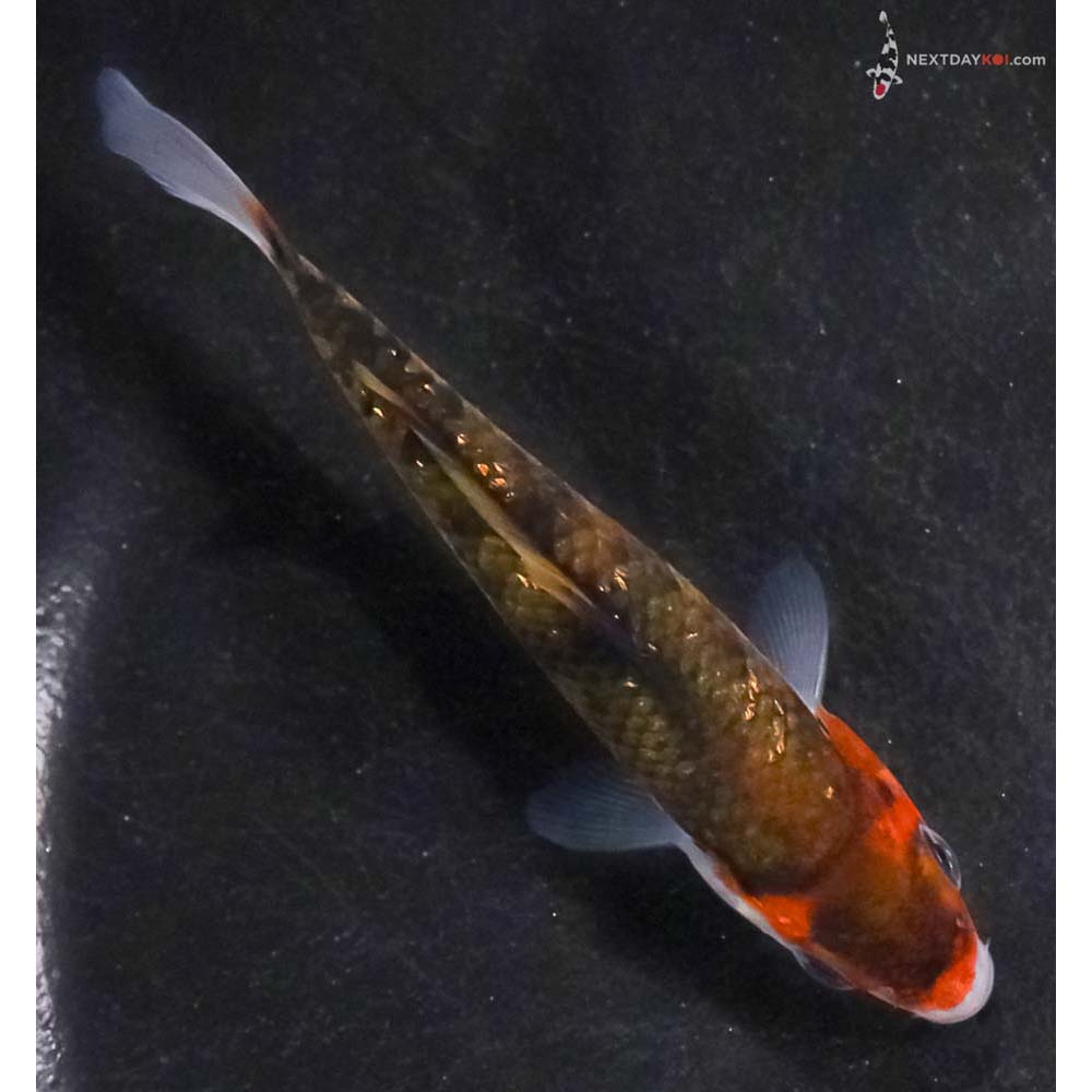 4” Imported Gin Rin Goromo