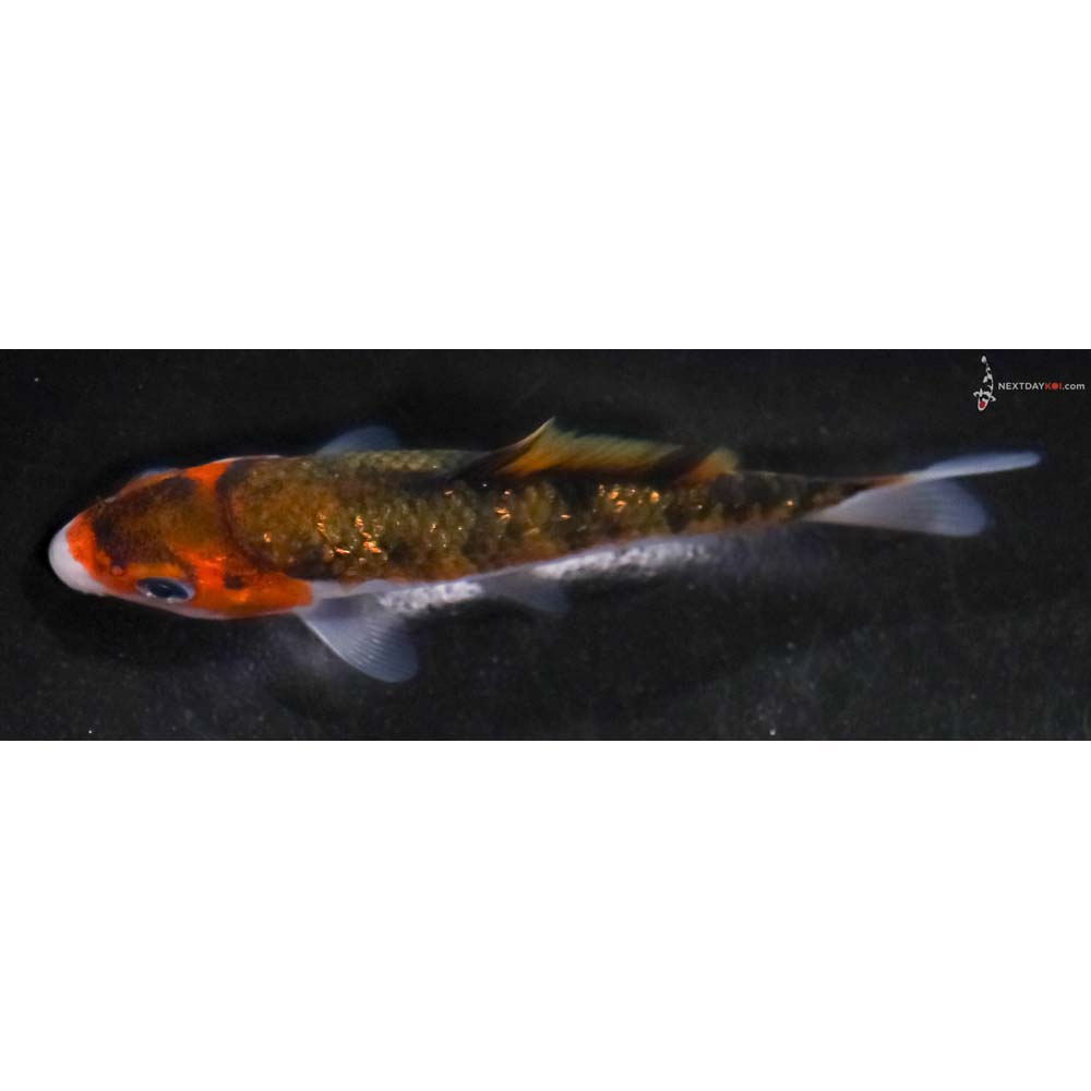 4” Imported Gin Rin Goromo