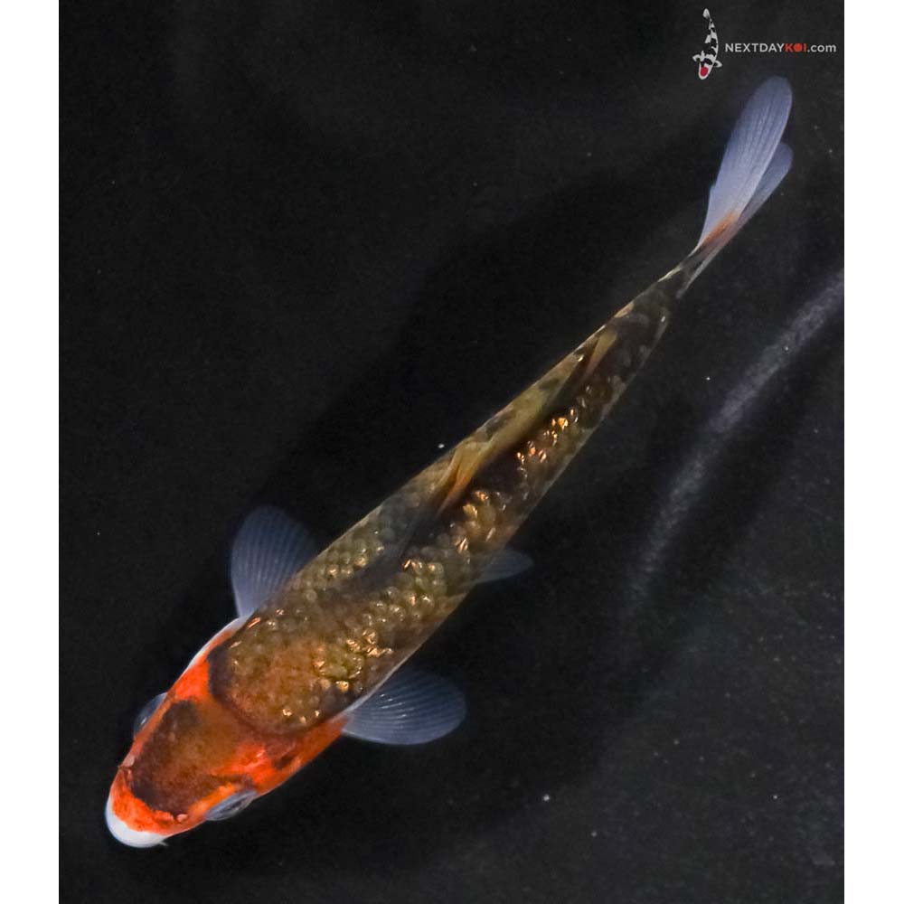 4” Imported Gin Rin Goromo