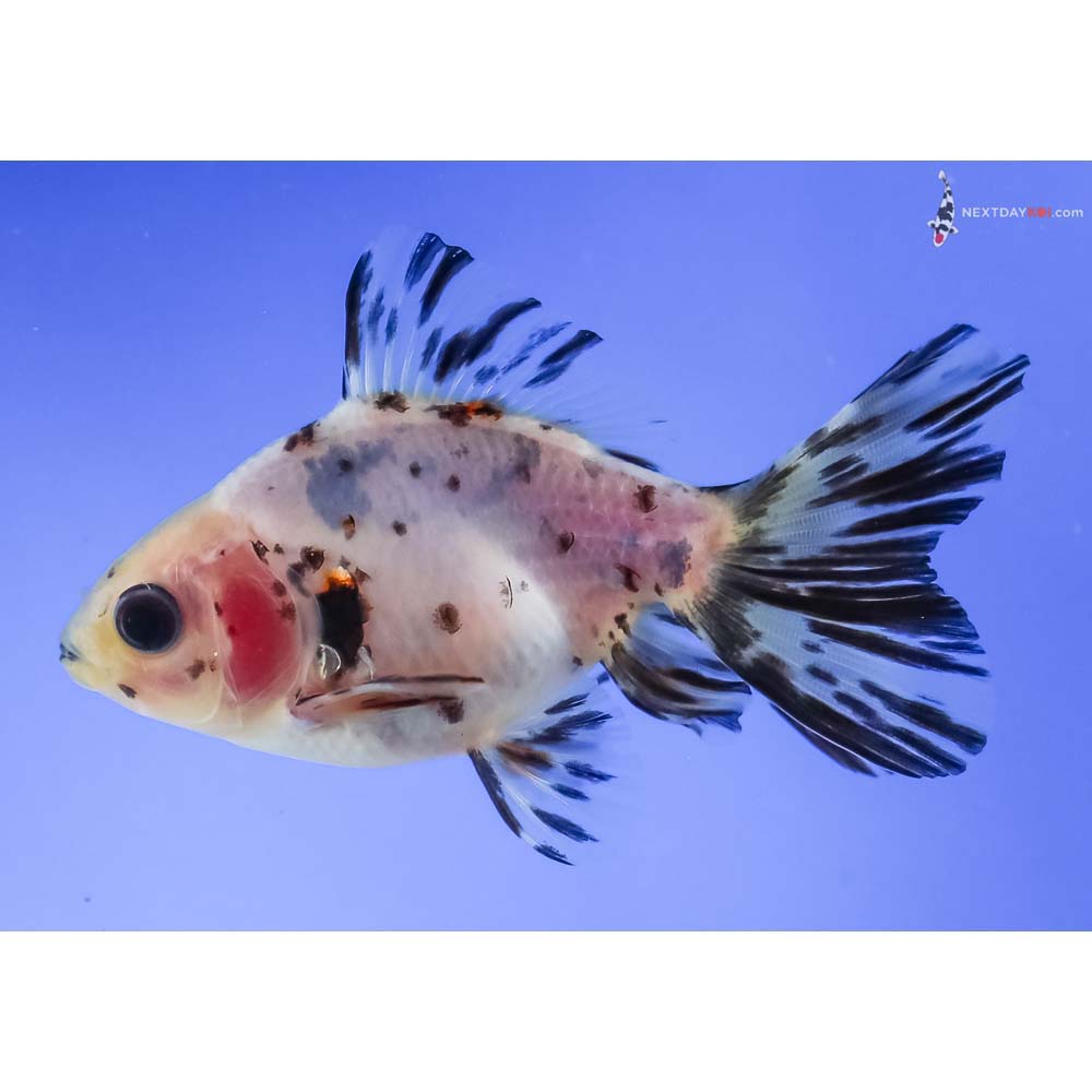 3.5” Imported Calico Ryukin