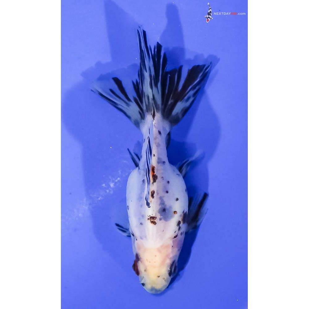 3.5” Imported Calico Ryukin