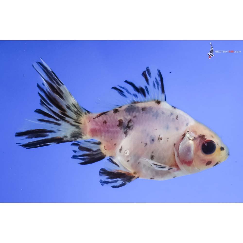 3.5” Imported Calico Ryukin