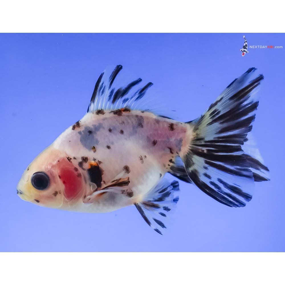 3.5” Imported Calico Ryukin