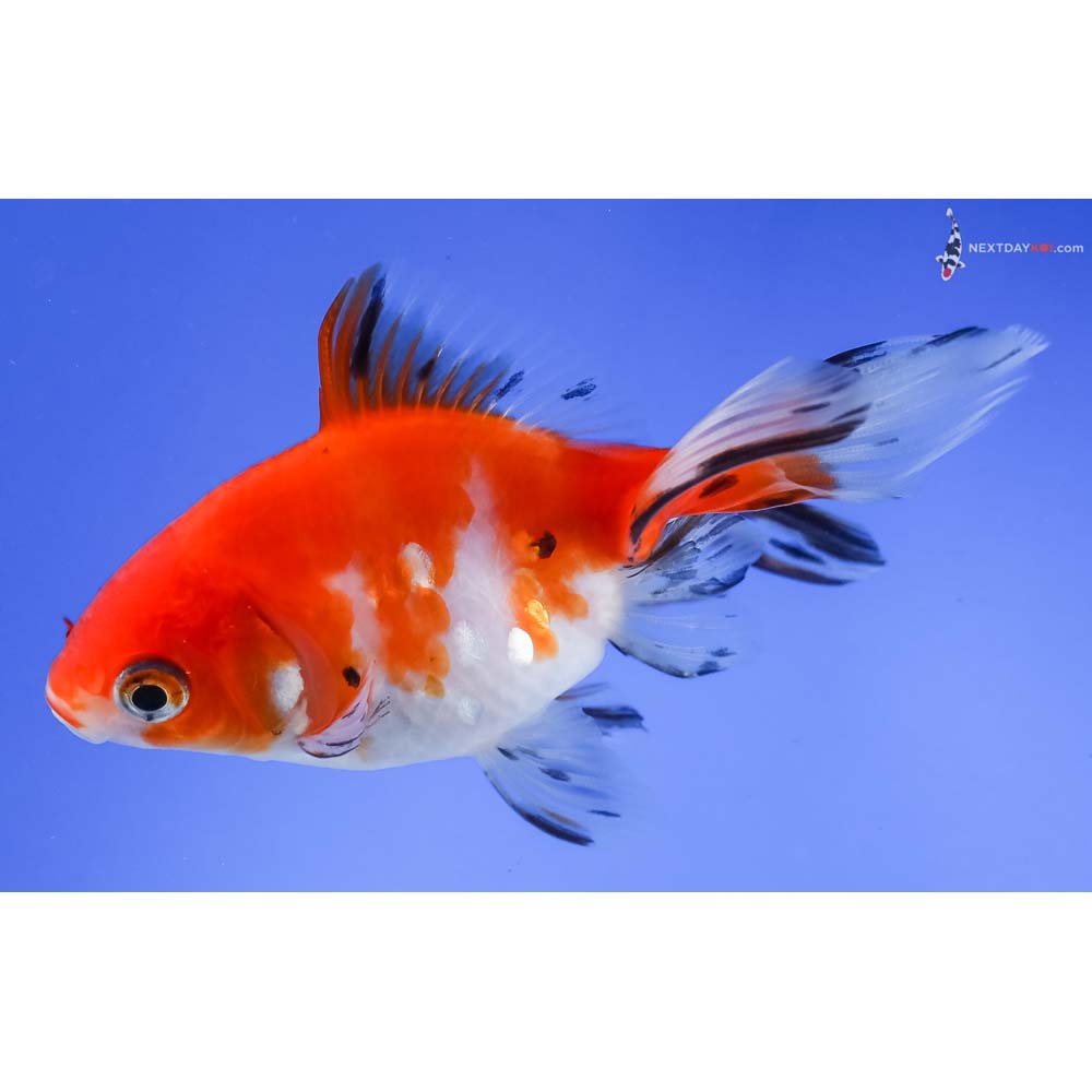 4” Imported Calico Ryukin