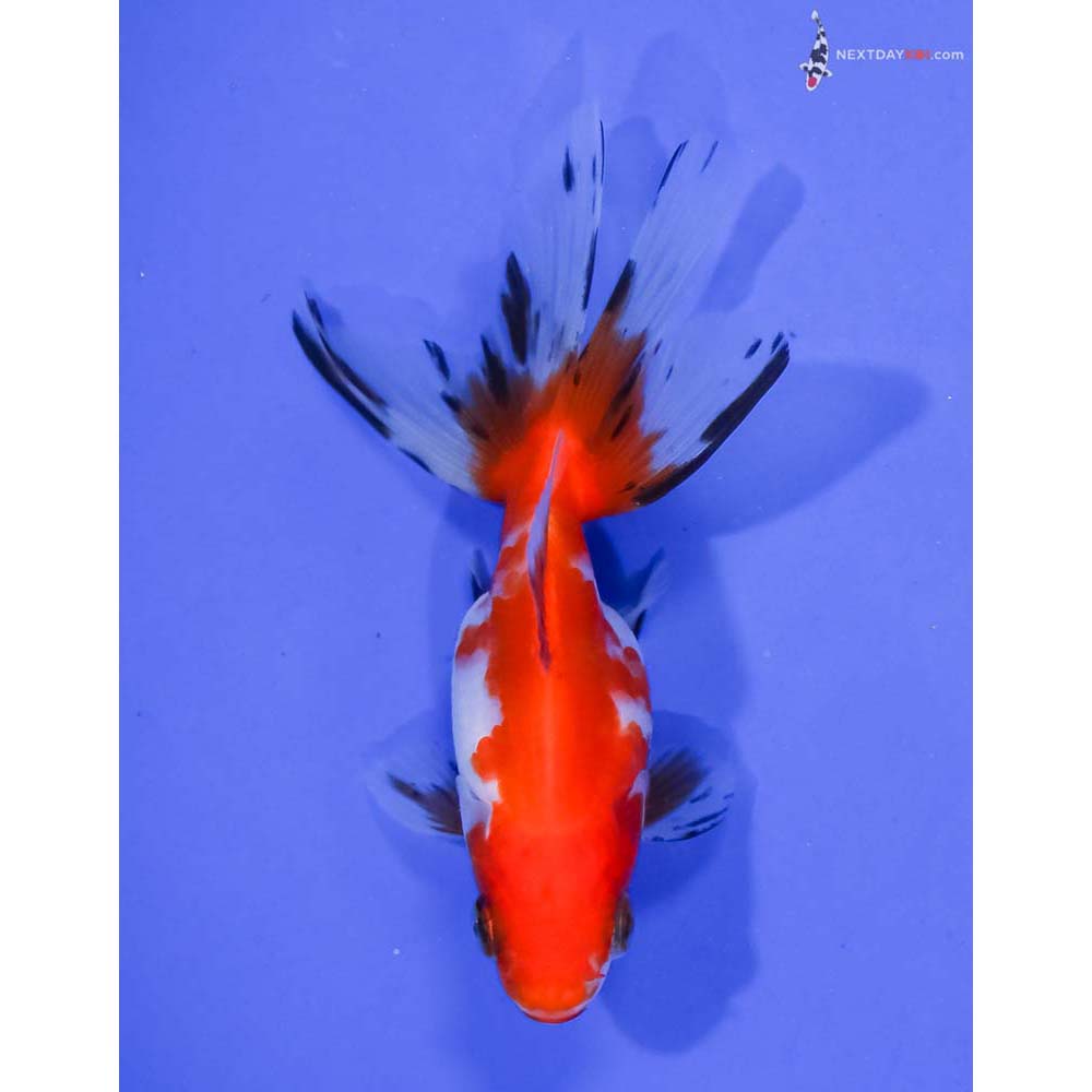 4” Imported Calico Ryukin