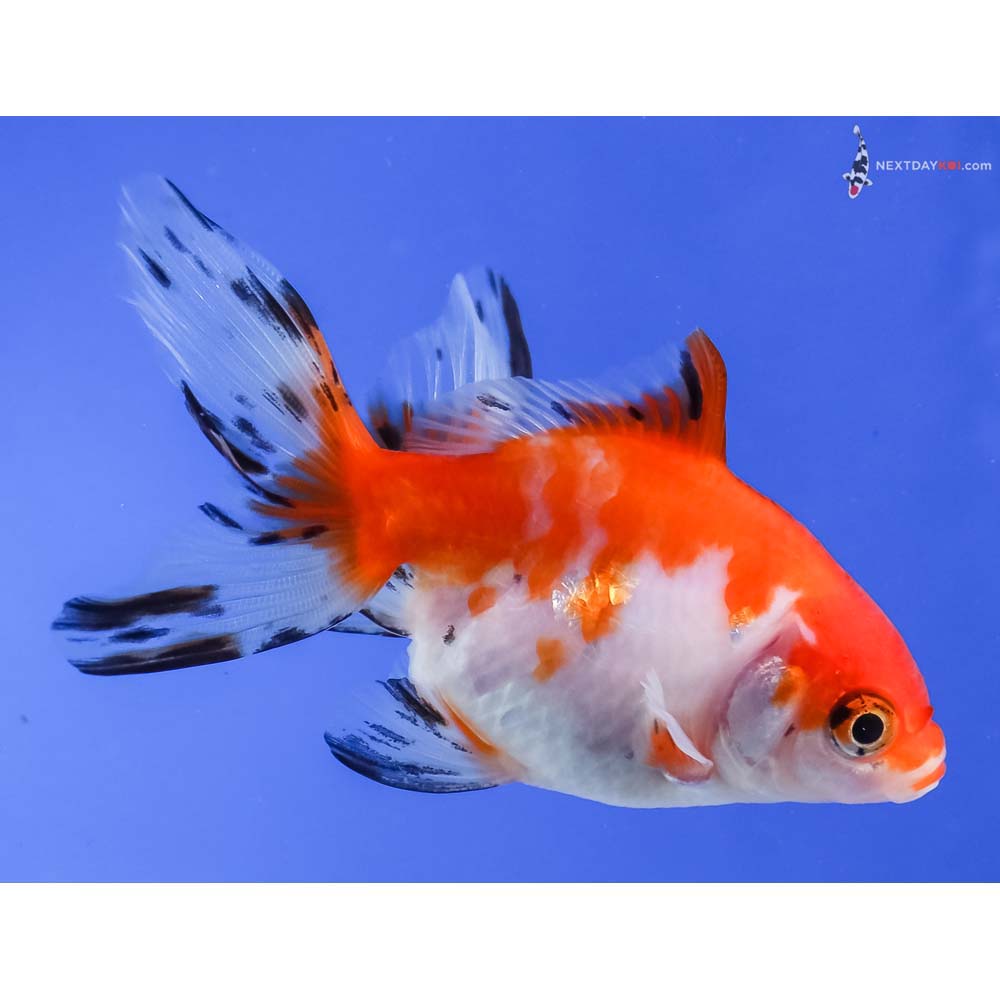 4” Imported Calico Ryukin