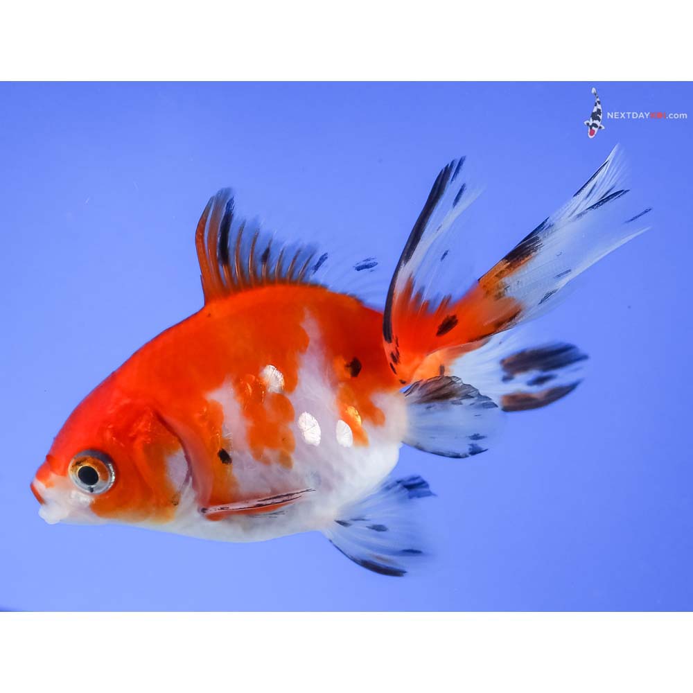 4” Imported Calico Ryukin